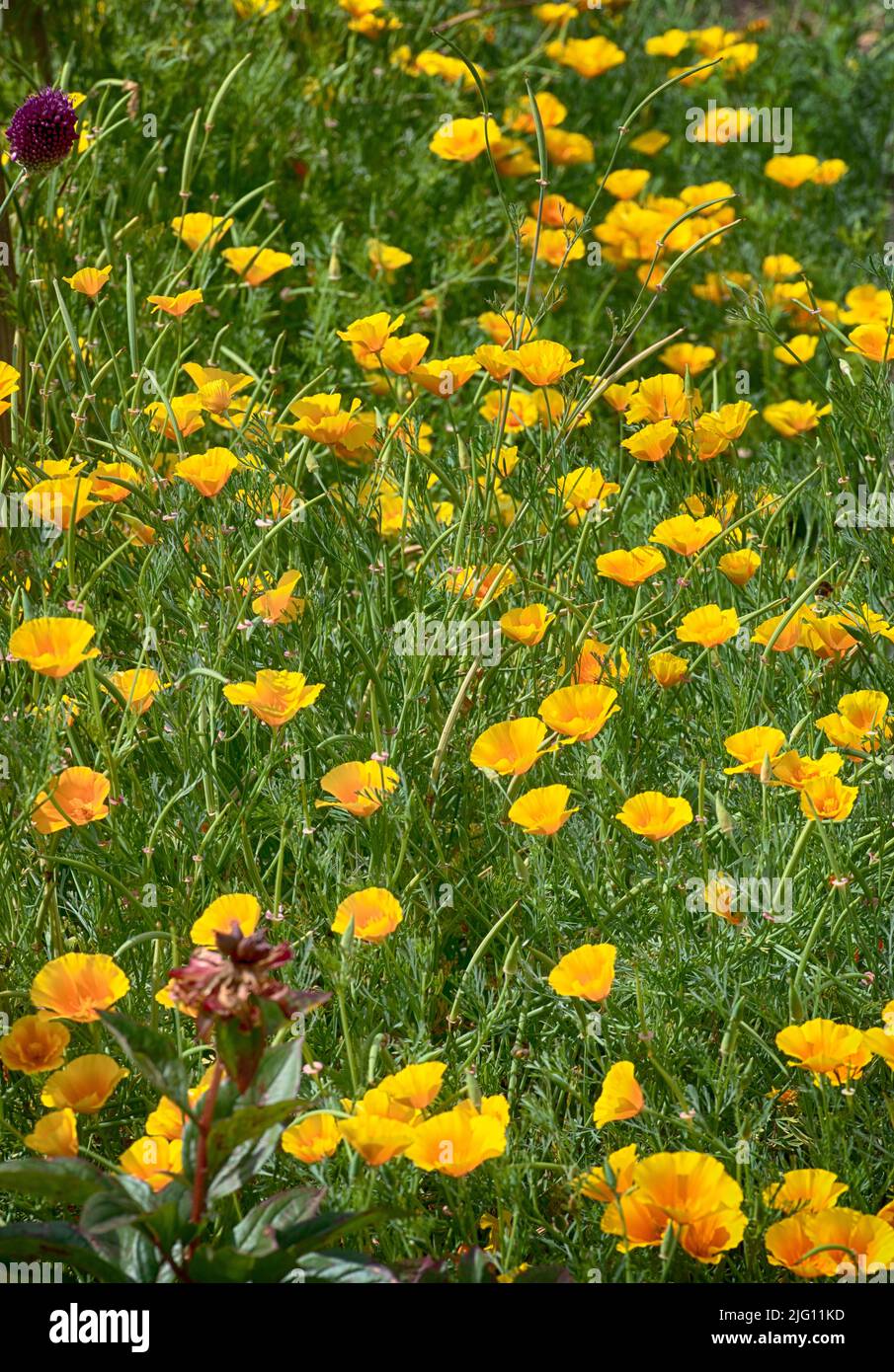 Feld von orangefarbenen gelben Mohnblumen Stockfoto