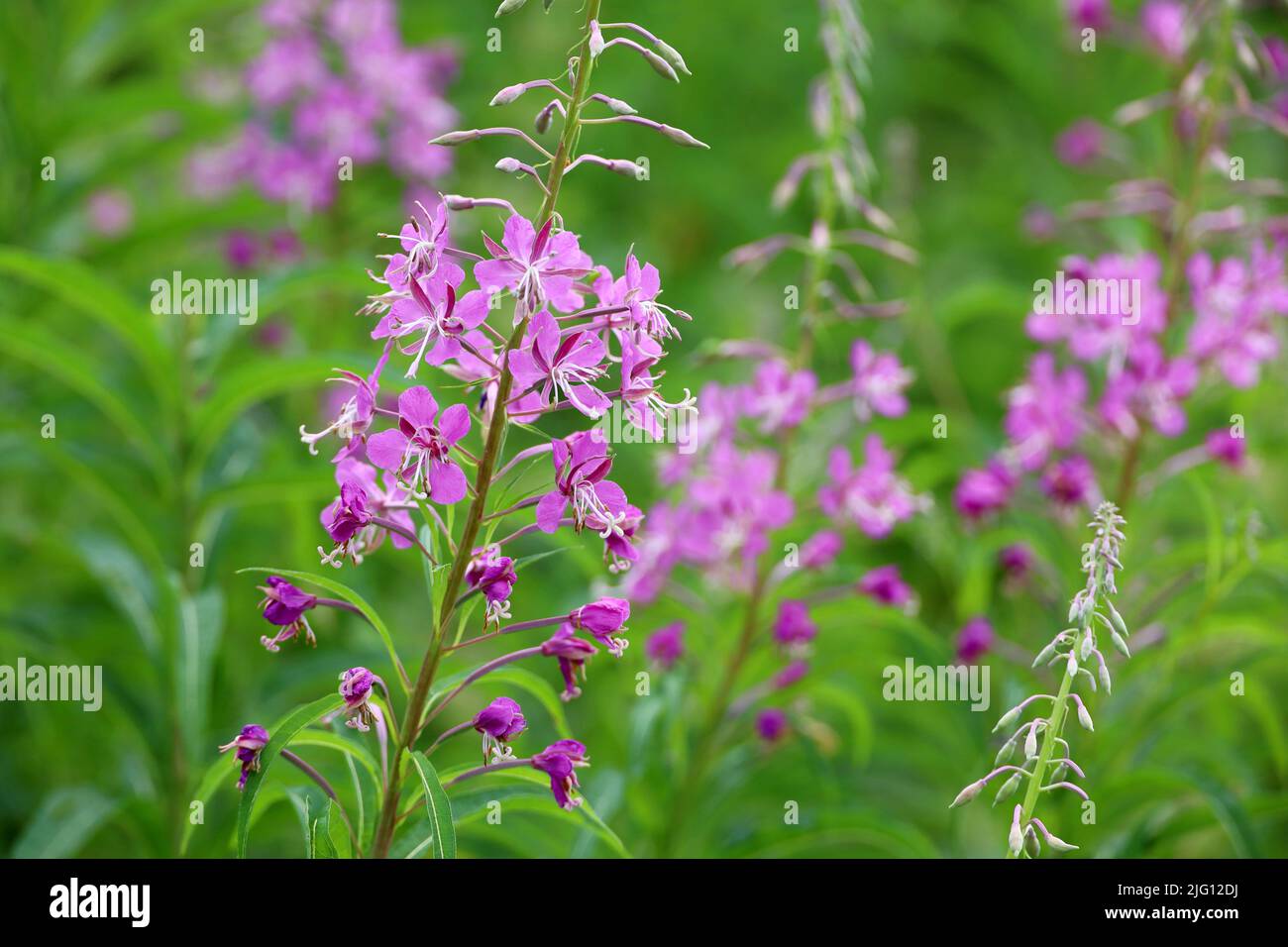 Rosa Blüten von Weidenkraut (Ivan-Tee, Feuerkraut) im grünen Gras des Sommerfeldes Stockfoto