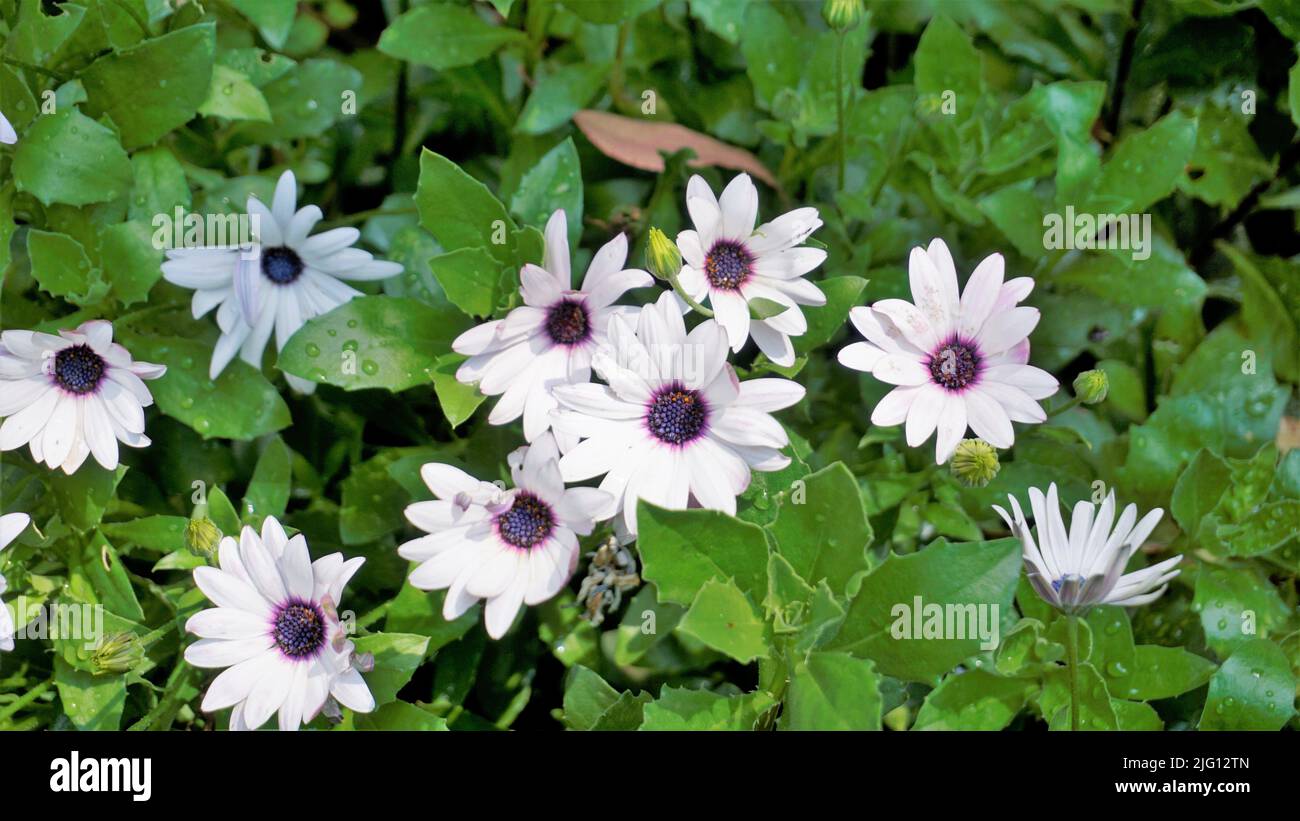 Nahaufnahme von schönen weißen Blüten von Dimorphotheca pluvialis auch bekannt als Cape Rain Gänseblümchen, Ringelblume, Wetterprophet, White Namaqualand Gänseblümchen etc. F Stockfoto