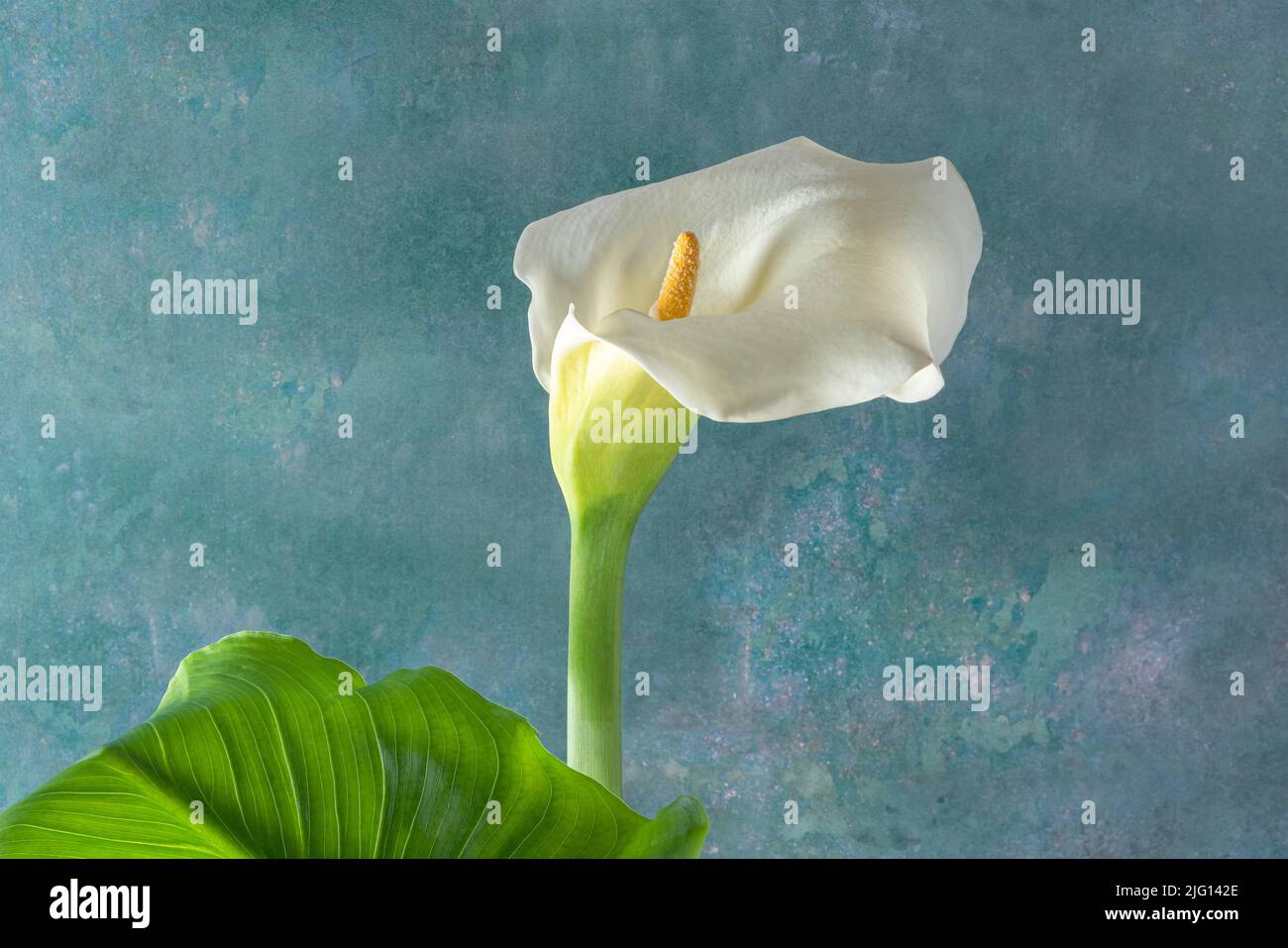 Ein Paar von Blumen, Calla oder Lilien genannt, isoliert auf einem grünlich gefärbten Hintergrund Stockfoto