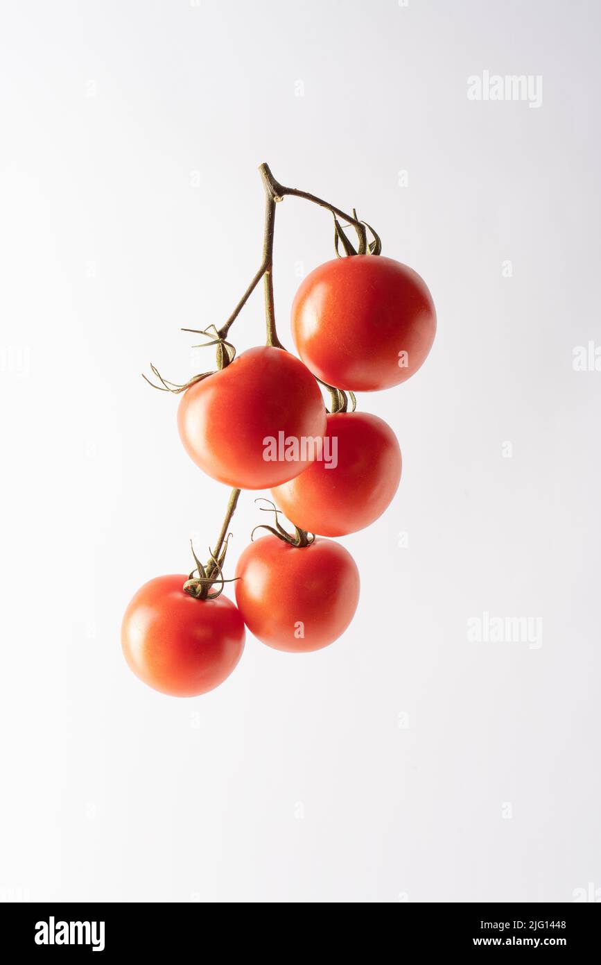 Tomate auf Zweig isoliert auf weißem Hintergrund Stockfoto