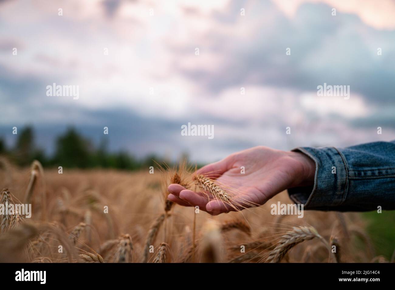 Nahaufnahme der weiblichen Hand mit schönen goldenen Ähren aus Weizen, die auf dem Feld unter dem majestätischen Himmel wachsen. Stockfoto