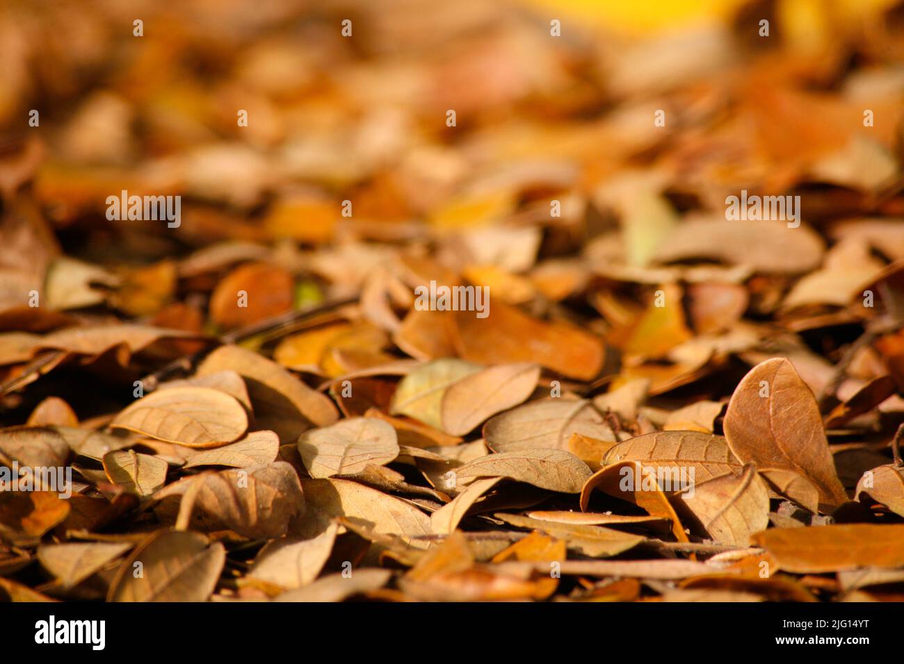 Voller Rahmen von Herbstblättern auf dem Boden Stockfoto