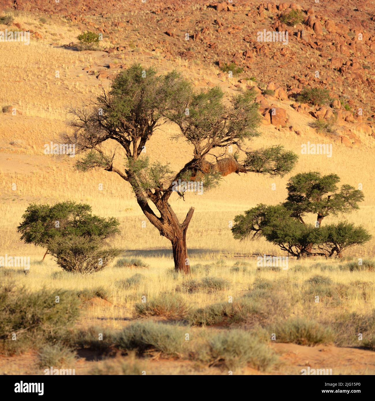 Kameldornbäume wachsen in trockenen Savannen mit felsigem Hügel in der Namib-Wüste, Namibia. Stockfoto