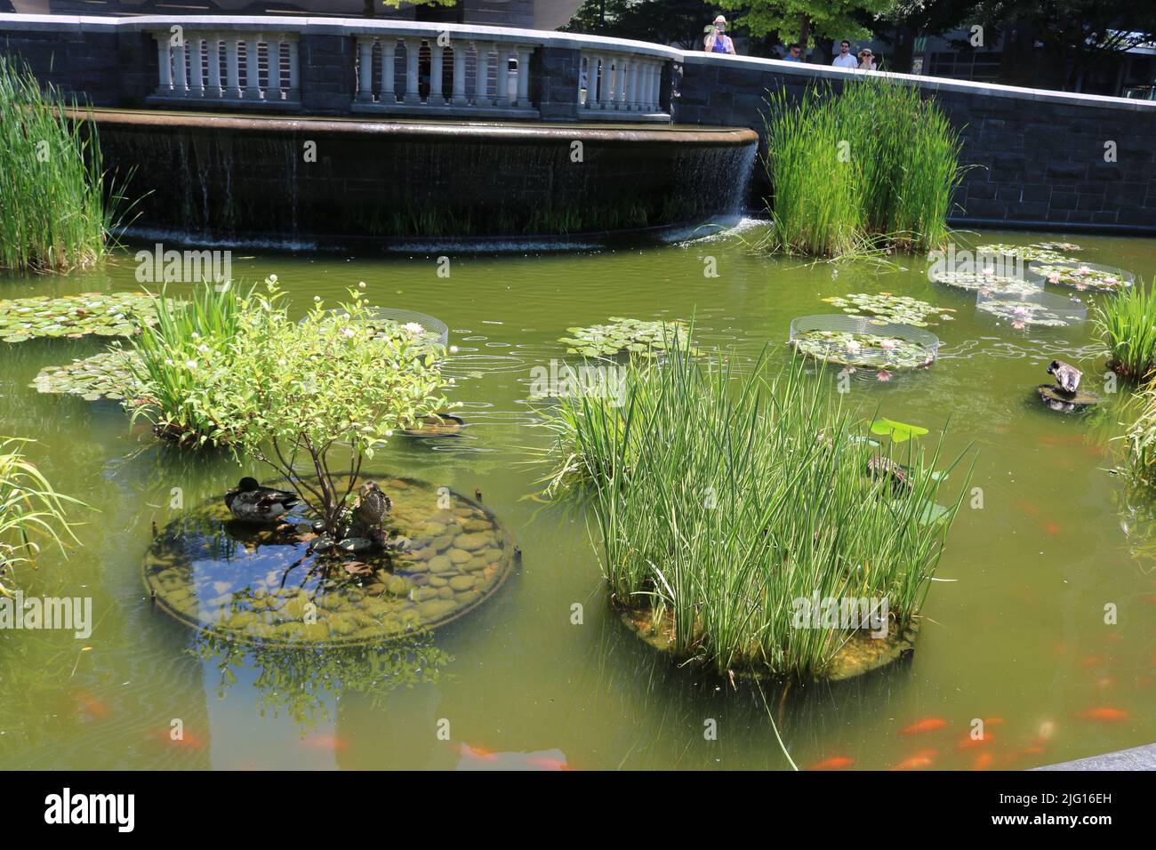 Lily Pond im Rockefeller Park Stockfoto