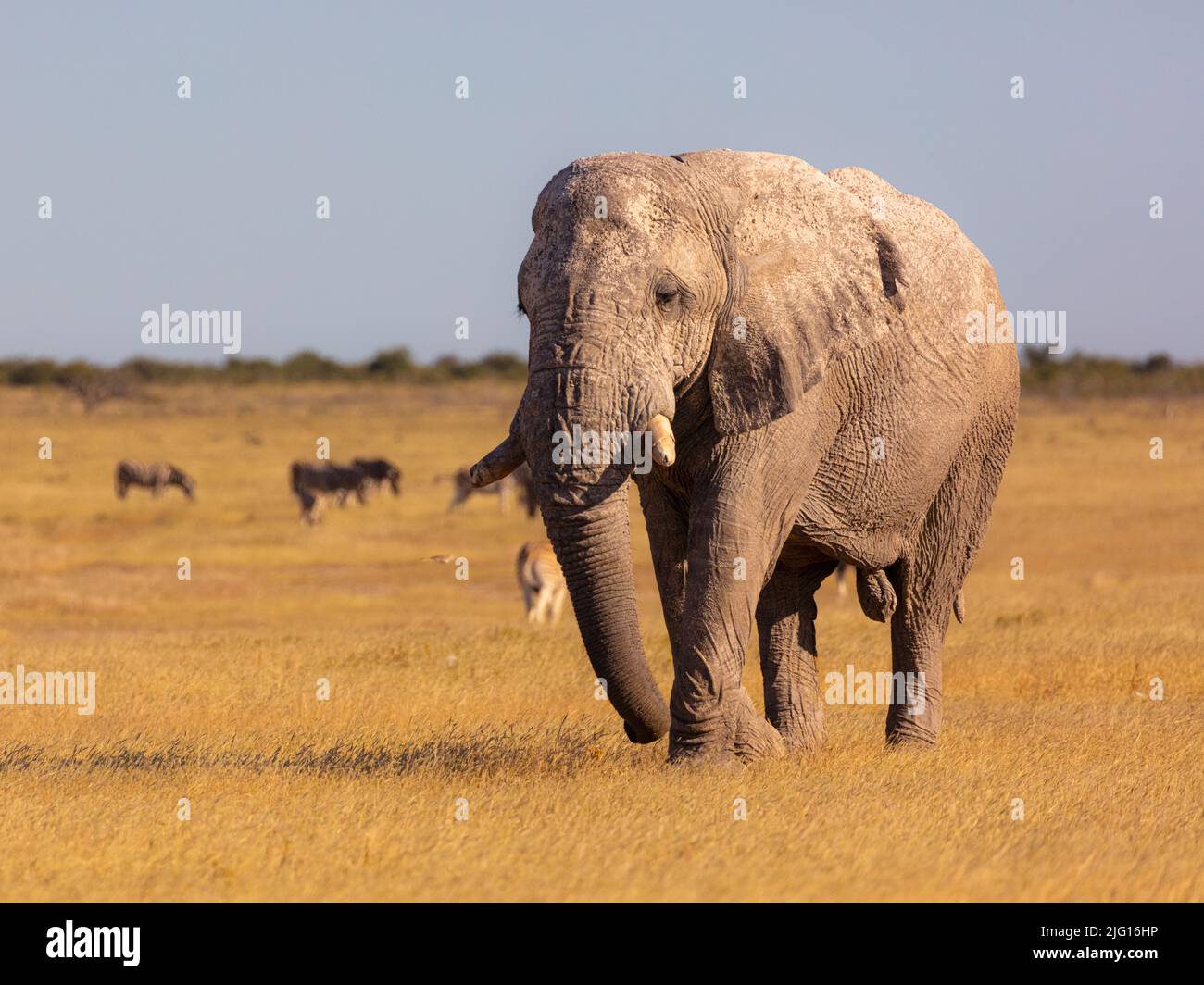Ein alter Elefant, der über die Savannah im Etosha Nation Park, Namibia, spaziert Stockfoto