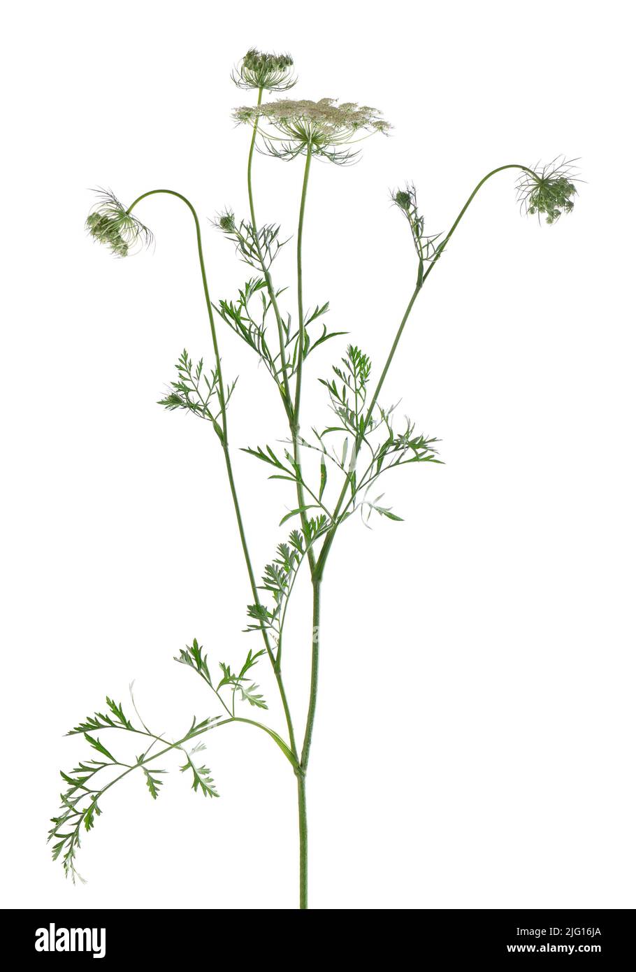 Wilde Karotte oder Daucus carota, Blüten isoliert auf weißem Hintergrund. Medizinische Kräuterpflanze Stockfoto