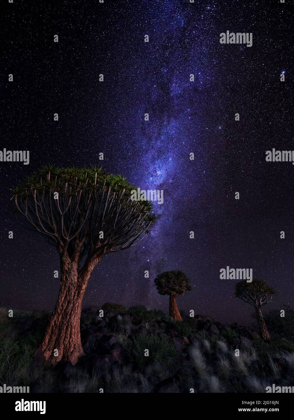 Die Milchstraße erhebt sich hinter einer Gruppe von Quiver-Bäumen in der Nähe von Keetmanshoop, Namibia Stockfoto