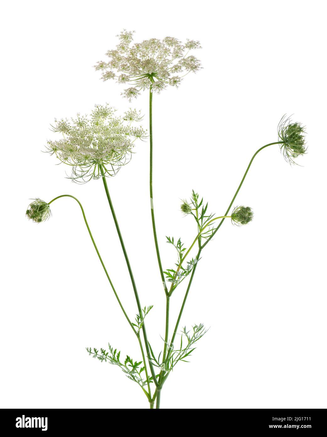 Wilde Karotte oder Daucus carota, Blüten isoliert auf weißem Hintergrund. Medizinische Kräuterpflanze Stockfoto
