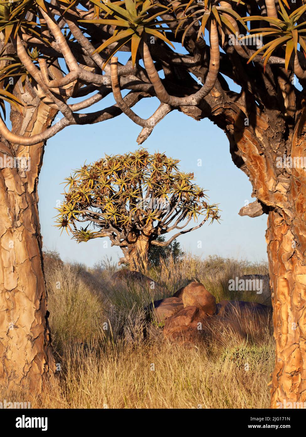 Bäume in der Nähe von Keetmanshoop, Namibia Stockfoto