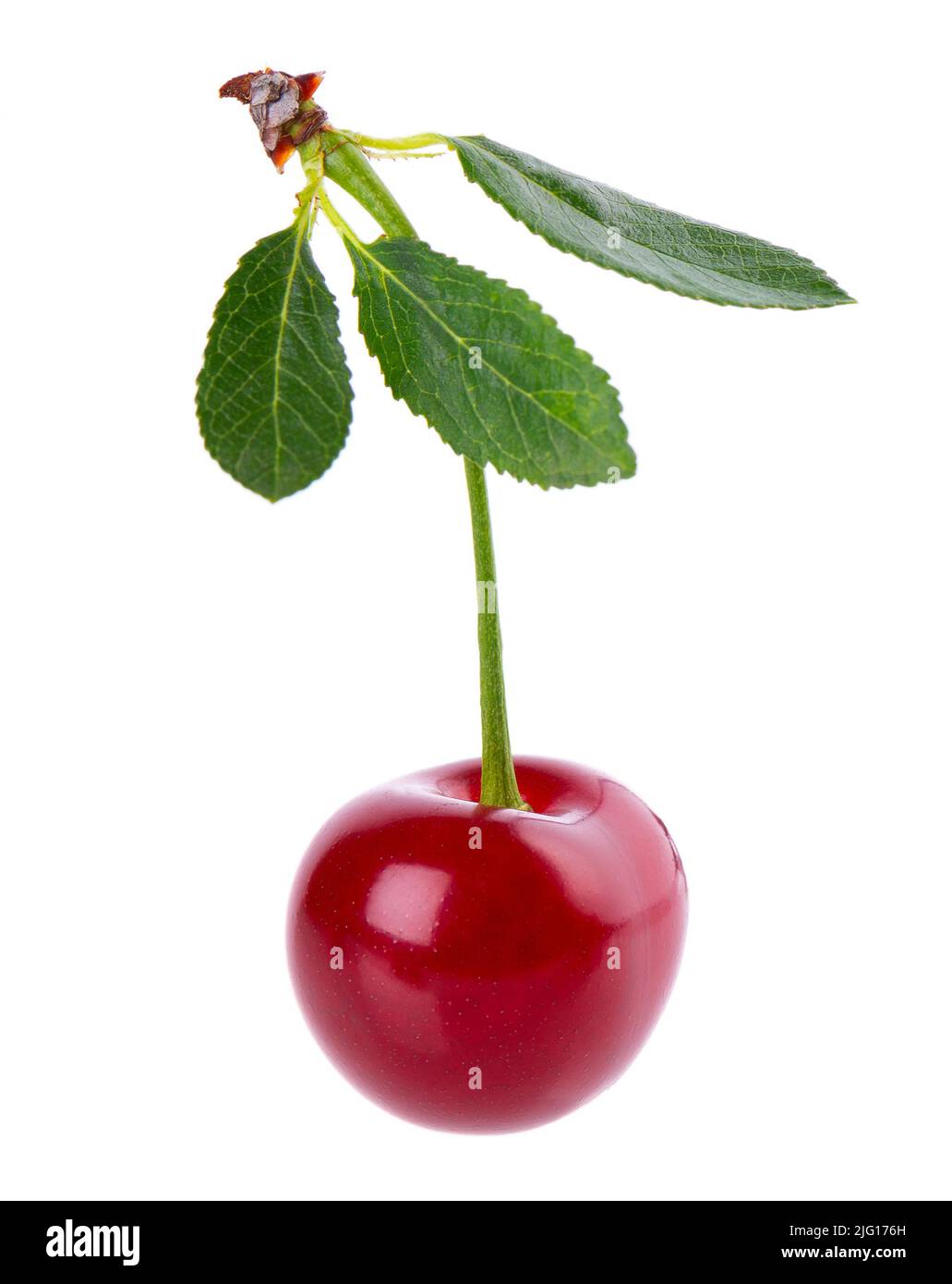 Cherry isoliert auf weißem Hintergrund. Rote reife Beeren von süßer Kirsche. Beschneidungspfad Stockfoto