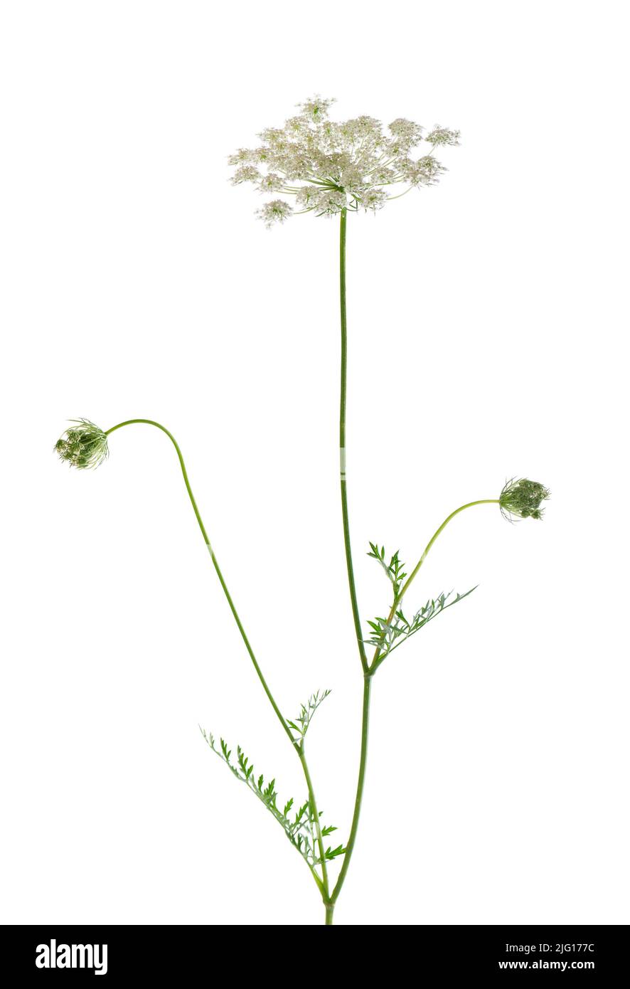 Wilde Karotte oder Daucus carota, Blüten isoliert auf weißem Hintergrund. Medizinische Kräuterpflanze Stockfoto