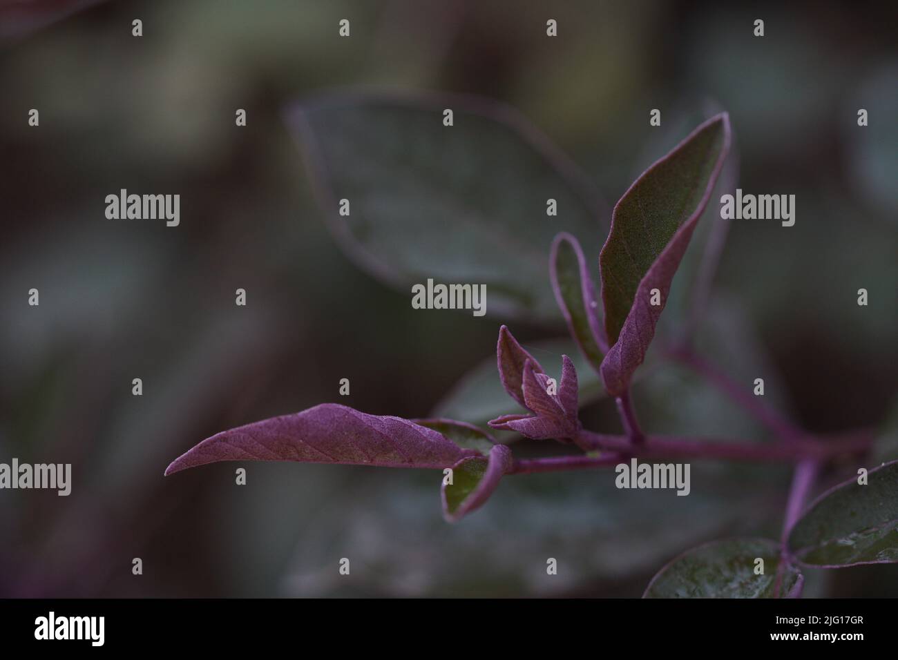 Grün und lila Blattadern Hintergrund. Grün und lila Blatt Textur Hintergrund. Blattzellen Hintergrund.Kreatives tropisches lila Blätter Layout. Supernat Stockfoto