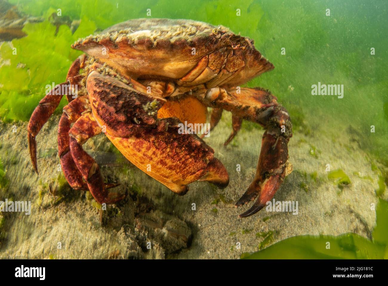 Eine große weibliche rote Felskrabbe (Cancer productus) trägt ihre Eier im Greater Farallones National Marine Sanctuary in Kalifornien. Stockfoto