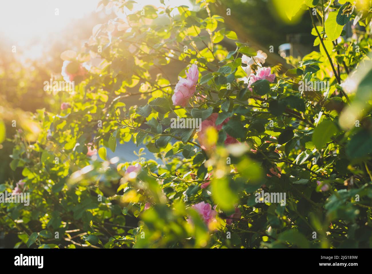 An einem Sommertag hängen wilde Rosen von einem Busch. Stockfoto