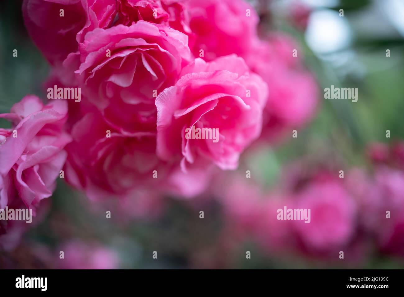 Rosa Blume Hintergrund. Meist verschwommene Brunches von Nerium Oleander Stockfoto