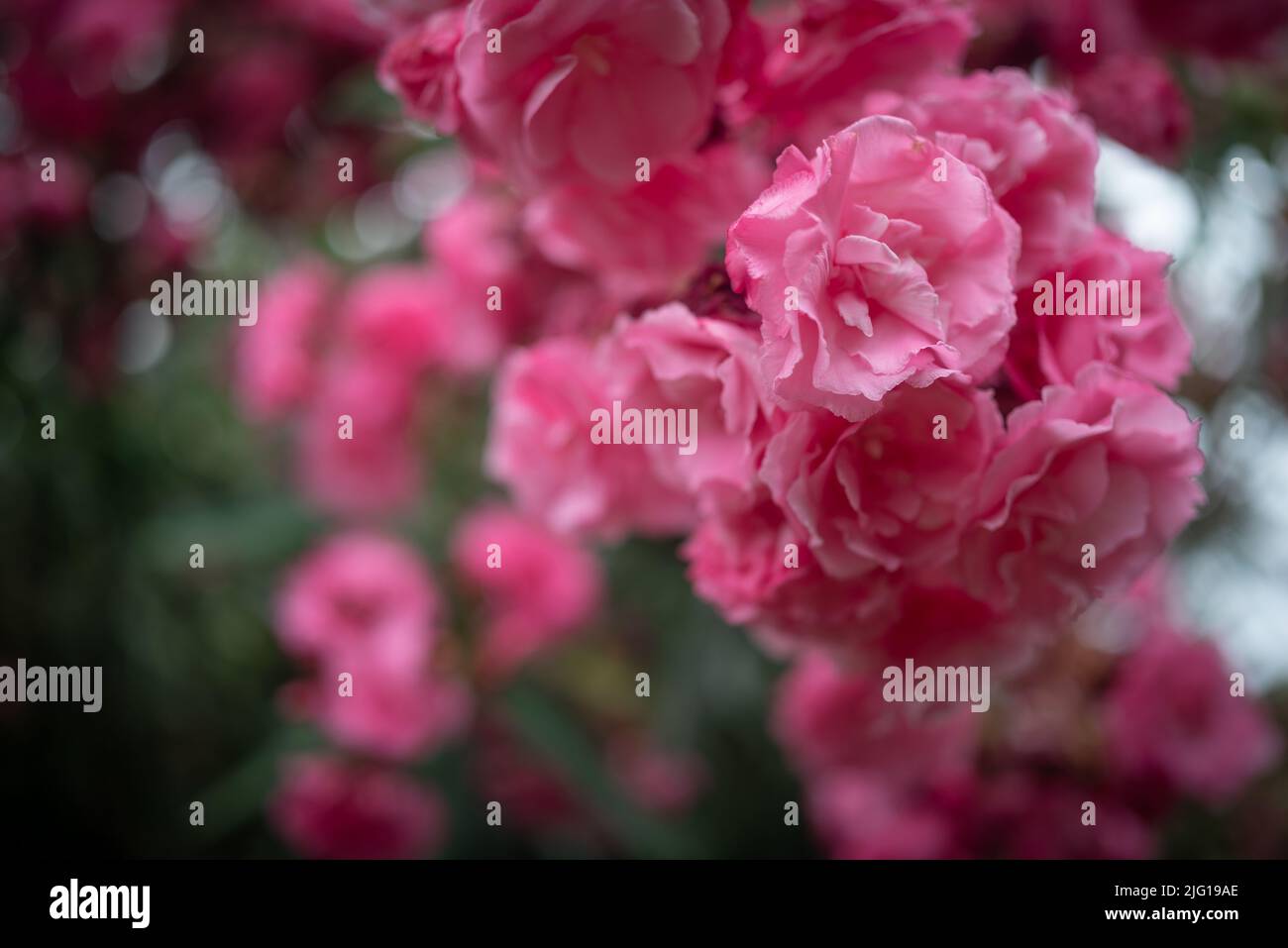 Rosa Blume Hintergrund. Meist verschwommene Brunches von Nerium Oleander Stockfoto