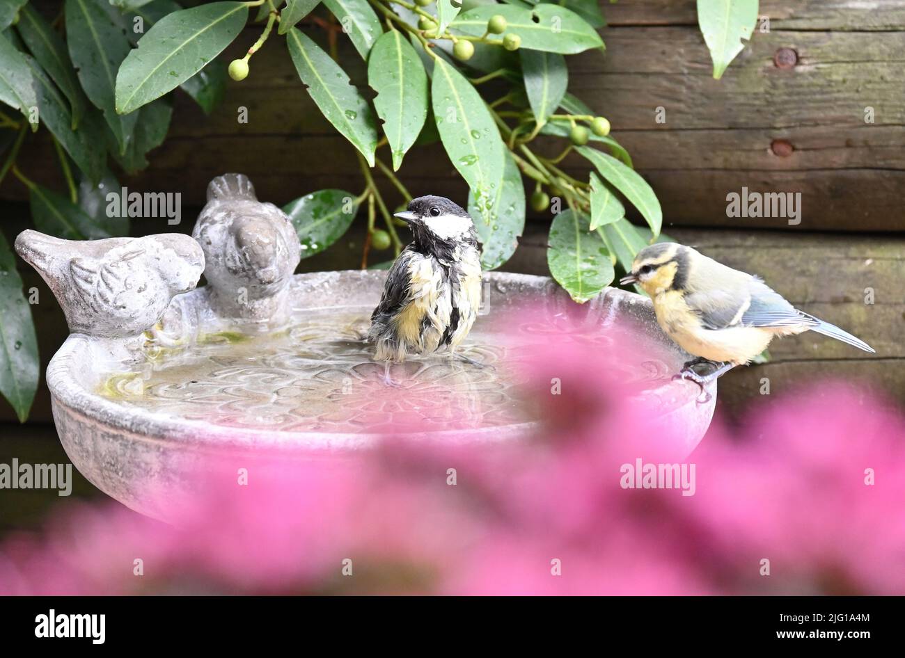 Meise an Vogeltränke Stockfoto