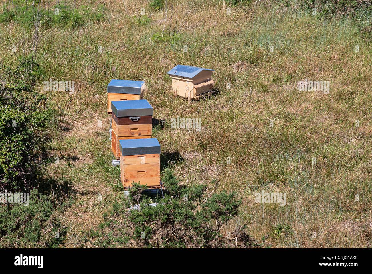 Mehrere Holzstöcke auf einer Wiese Stockfoto