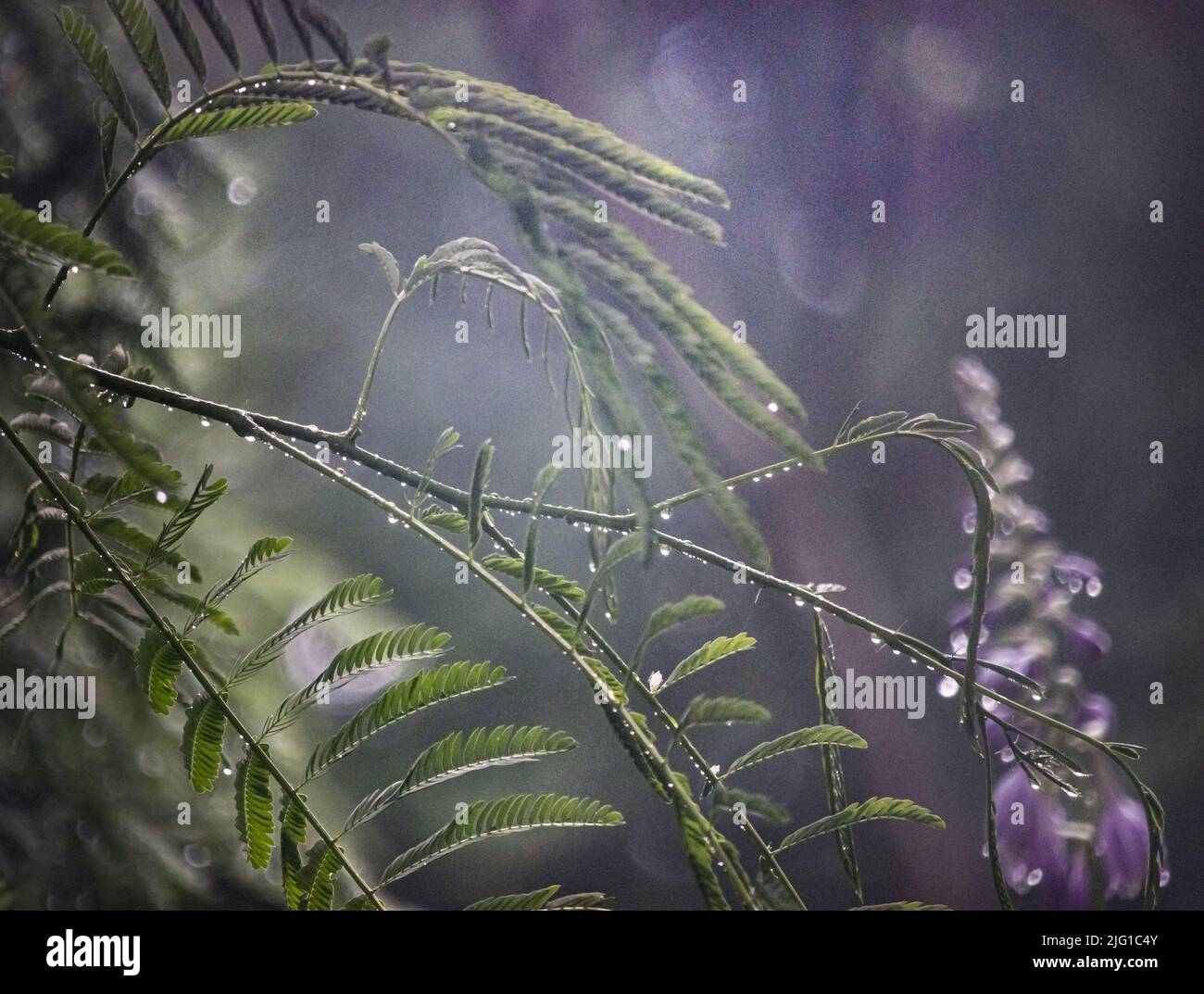 Die lila Hosta-Blüten, Funkia, mit Regentropfen auf einem nebligen, üppigen Hintergrund im Frühling oder Sommer, Lancaster, Pennsylvania Stockfoto