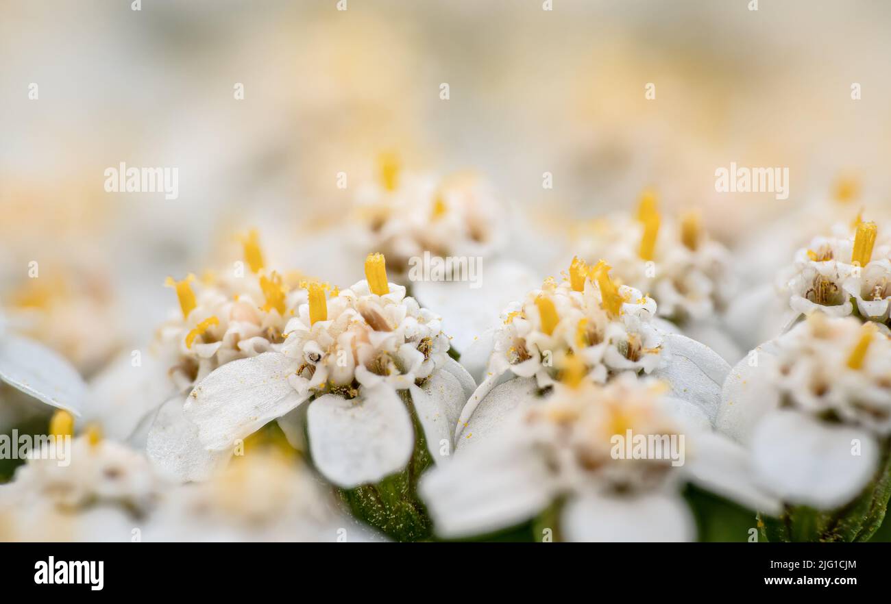 Gemeine Schafgarbe - Achillea millefolium - kleine weiße Blüten mit gelbem Stempel kleine Pollenpartikel sichtbar - Nahaufnahme Makro Detail Stockfoto
