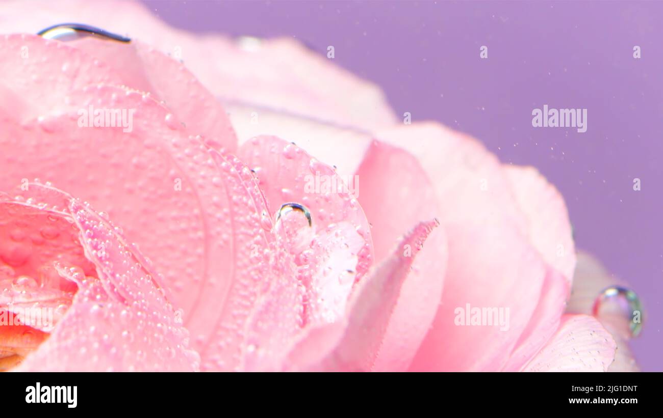 Nahaufnahme von rosa Blütenblättern mit Blasen. Archivmaterial. Zarte Rosenblüten mit Blasen unter Wasser. Rose in erfrischendem klarem Wasser mit Blasen. Stockfoto