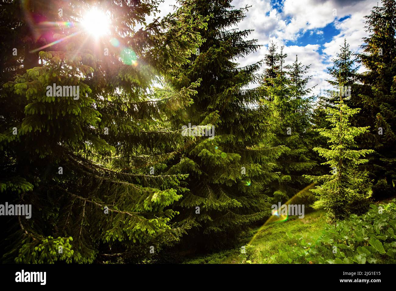 Belastende Wälder. Sonnenuntergang Sonnenaufgang Sonne Sonnenschein Im Sonnigen Sommer Nadelwald. Sonnenlicht Sonnenstrahlen Durch Wälder In Forest Landscape. Magisch Stockfoto