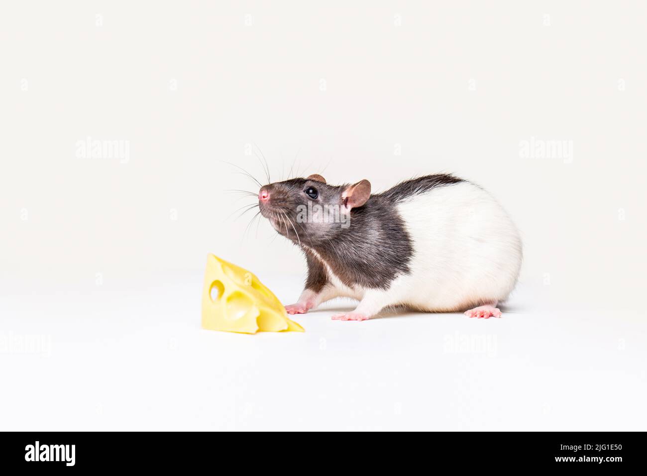 Käse und Maus. Maus mit einer Scheibe Schweizer Käse isoliert auf weiß. Kleine Maus versucht, ein Stück Käse zu bewegen Stockfoto