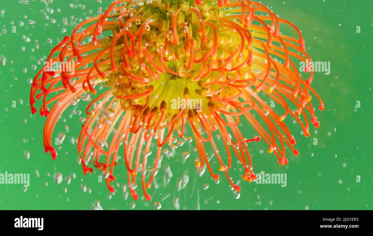 Eine helle Blume .Stock Footage.Grüner Hintergrund mit Blasen, die in der Makrofotografie auf eine helle, offene Blume fallen. Hochwertige 4K-Aufnahmen Stockfoto