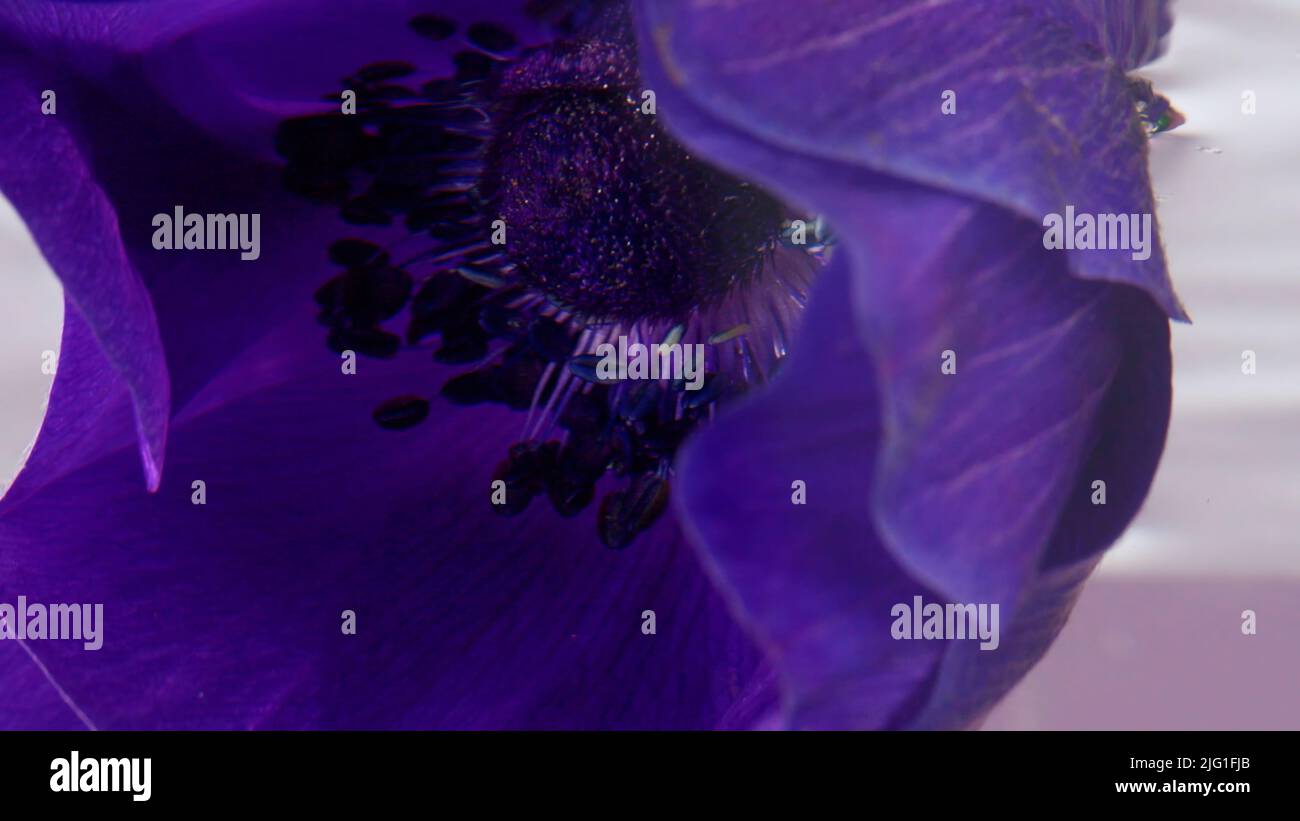 Eine leuchtend violette Blume. Archivmaterial. Eine große Knospe von zarter Farbe mit großen Blütenblättern wird in klares Wasser abgesenkt und im Wasser umgedreht. Hoch Stockfoto