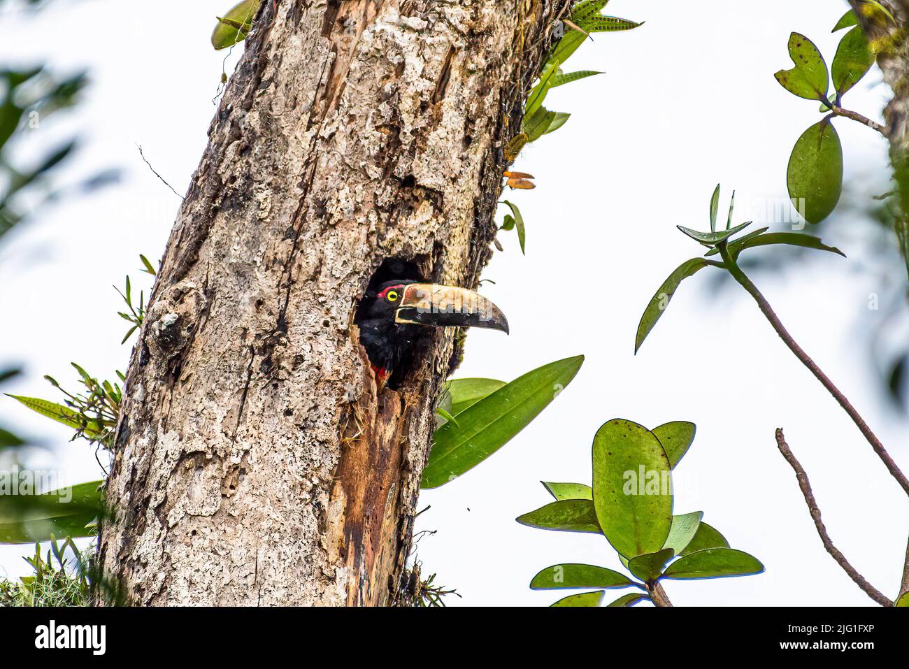 Aracari mit Kragen schaute aus seinem Nest in einem Baum Stockfoto