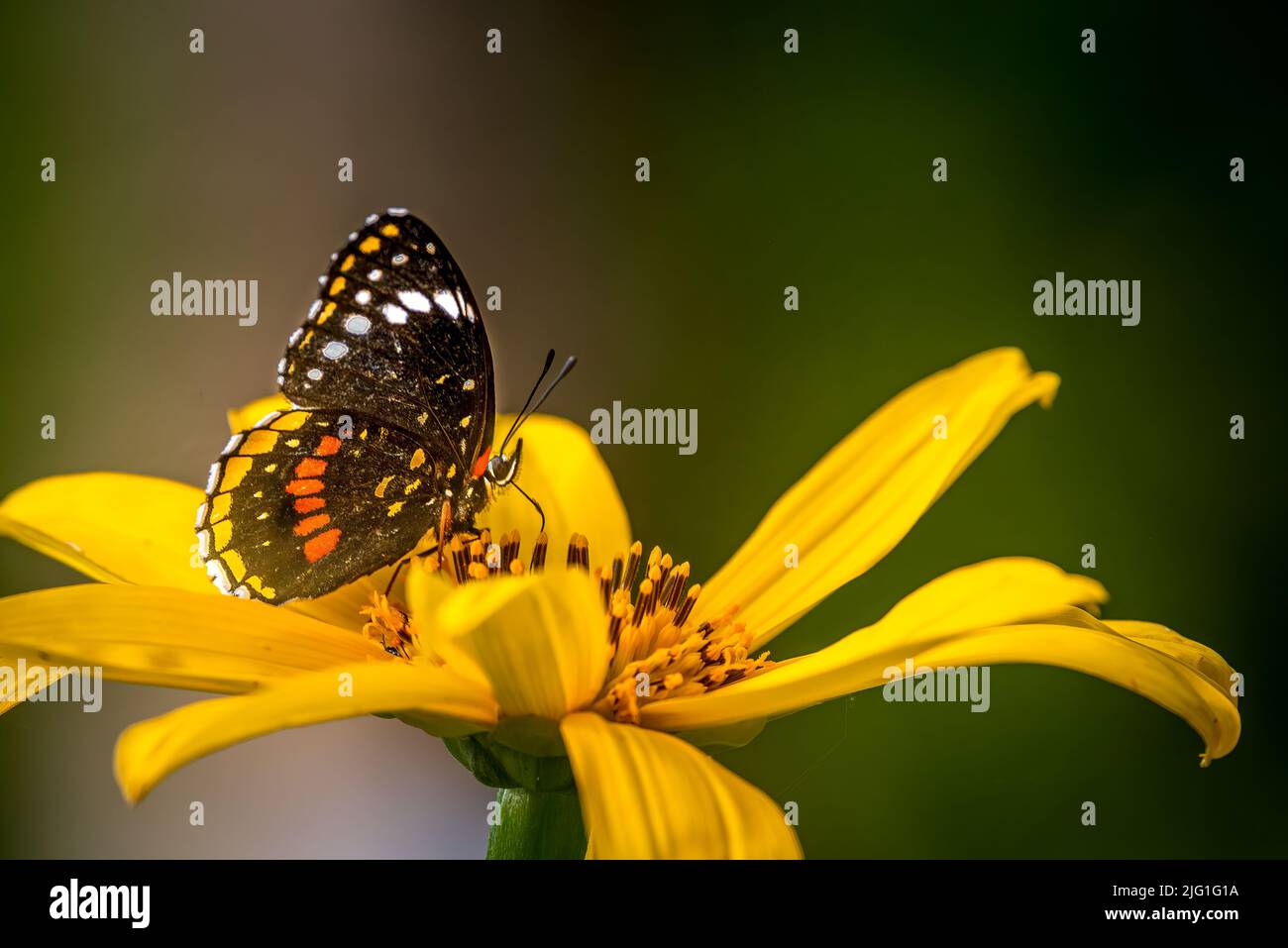Schmetterling auf gelber Blume mit grünem Hintergrund Stockfoto