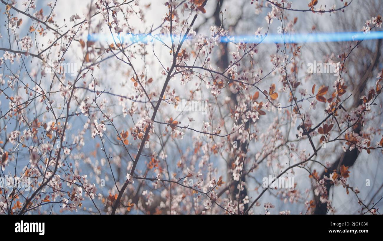 Blühender Baum mit schmalen Ästen und Sonnenlicht. Aktion. Bodenansicht von rosa schönen Baumzweigen auf blau bewölktem Himmel Hintergrund Stockfoto