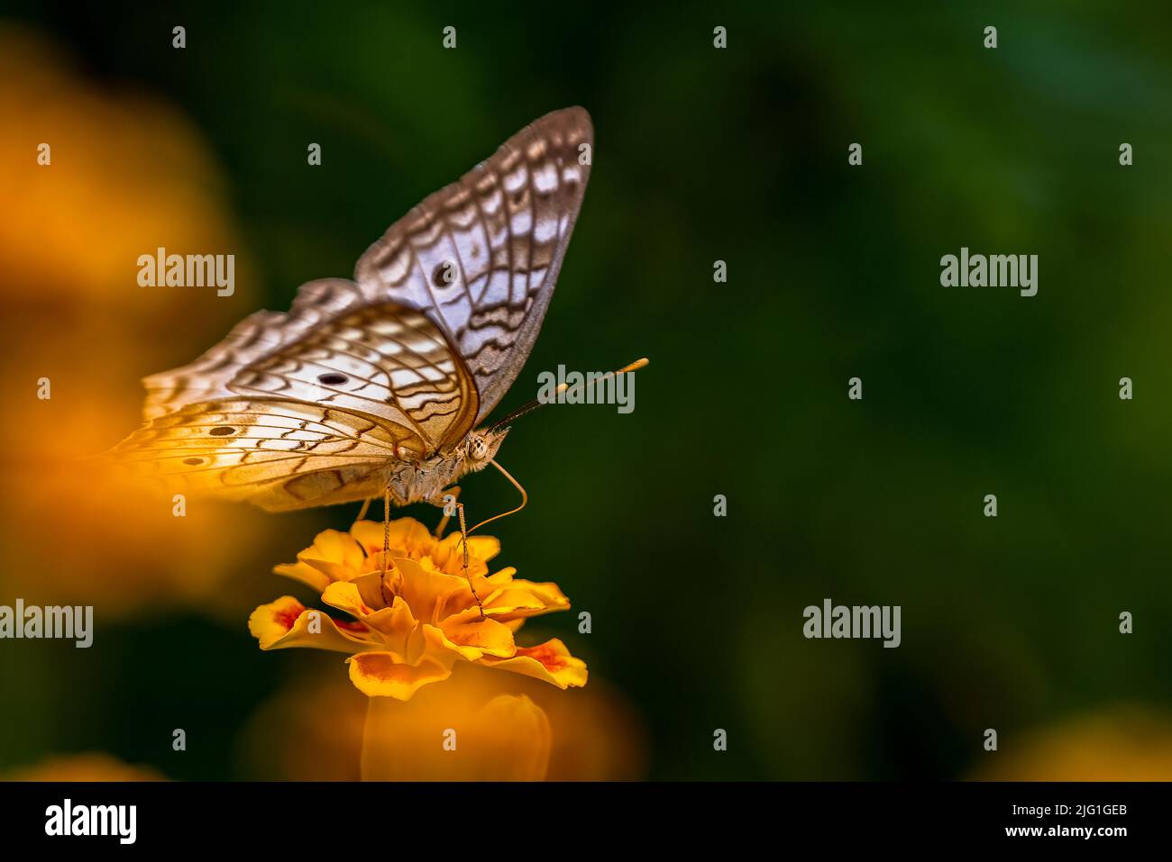 Weißer Pfau Schmetterling Ion gelbe Blume mit grünem Hintergrund Stockfoto
