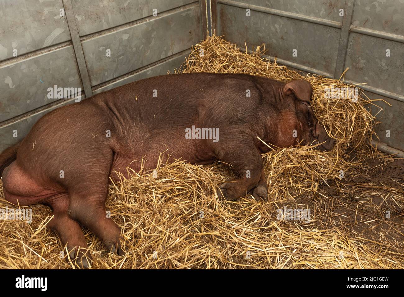 Großes, haariges Ingwerschwein schläft in einem Stift auf frischem Stroh Stockfoto