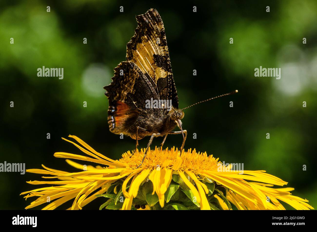 Ein Pfauenschmetterling auf einem yellowhead Stockfoto