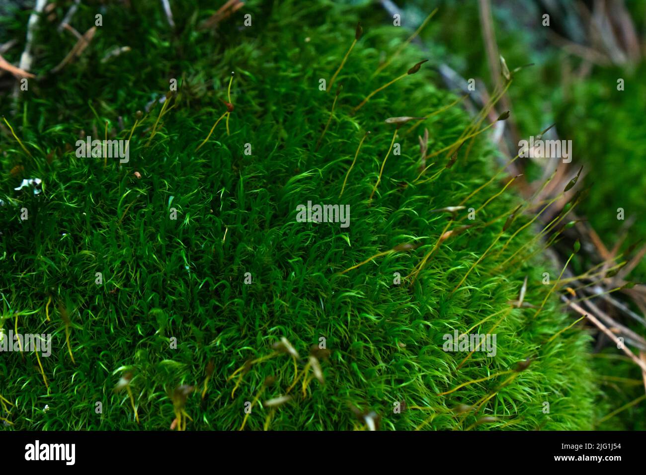 Makroaufnahme mit grünem Moos. Nahaufnahme von grünem Moos im Wald an einem Sommermorgen. Schöner Hintergrund aus Moos für Tapeten. Stockfoto