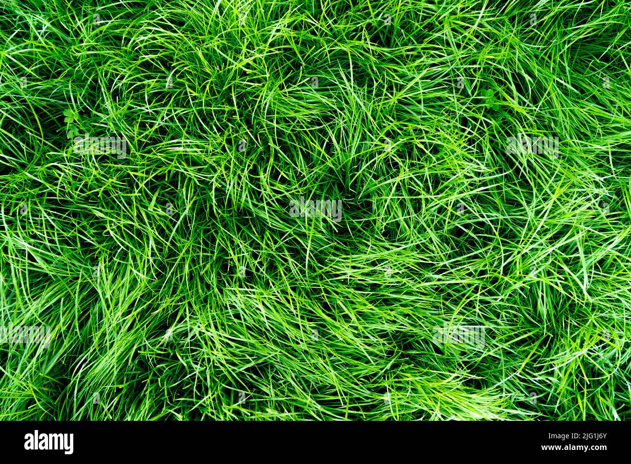 Die Textur des grünen Rasens im Park. Frischer Rasen für Fußball. Blick von oben.Flat Lay Stockfoto