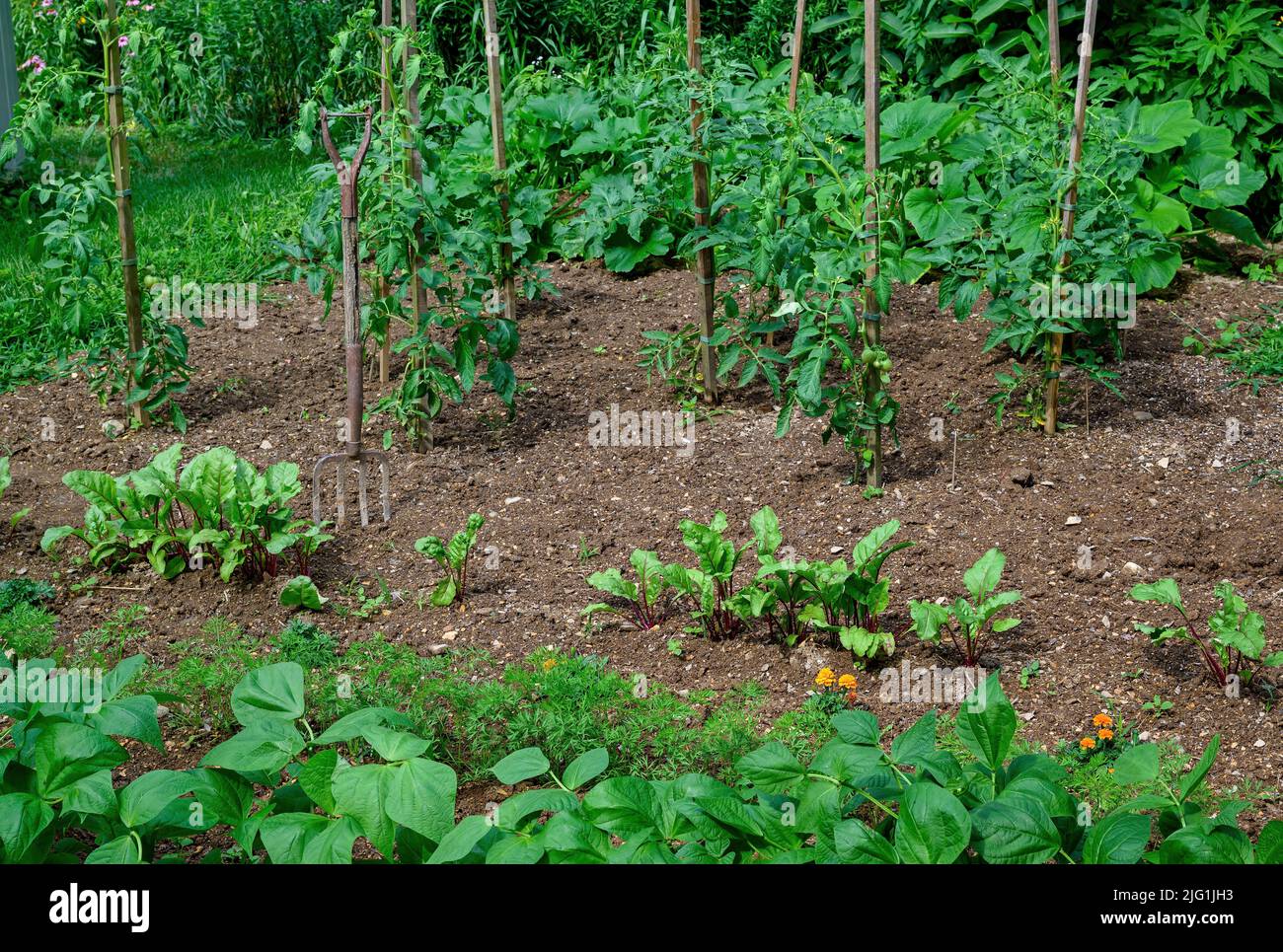 Home Gemüsegarten an einem sonnigen Tag. Zu den Kulturpflanzen gehören Karotte, Ringelblume als Begleitpflanze zur Abschreckung von Insekten, rote Rüben, Tomaten und Bohnen Stockfoto