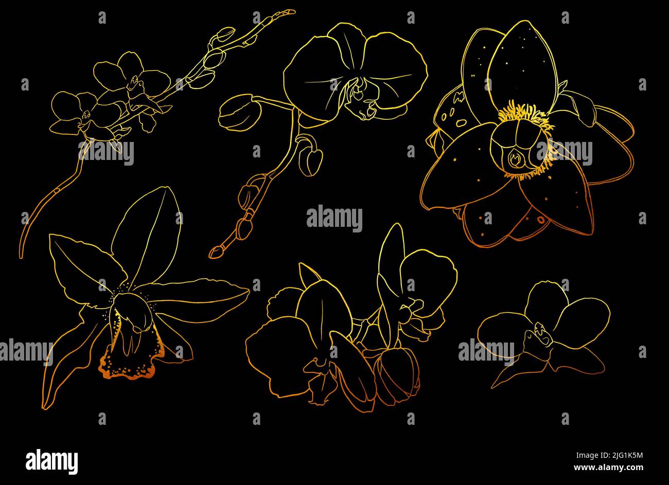 Goldenes tropisches Set. goldene Linien. Palmblätter und tropische Blumen Stockfoto