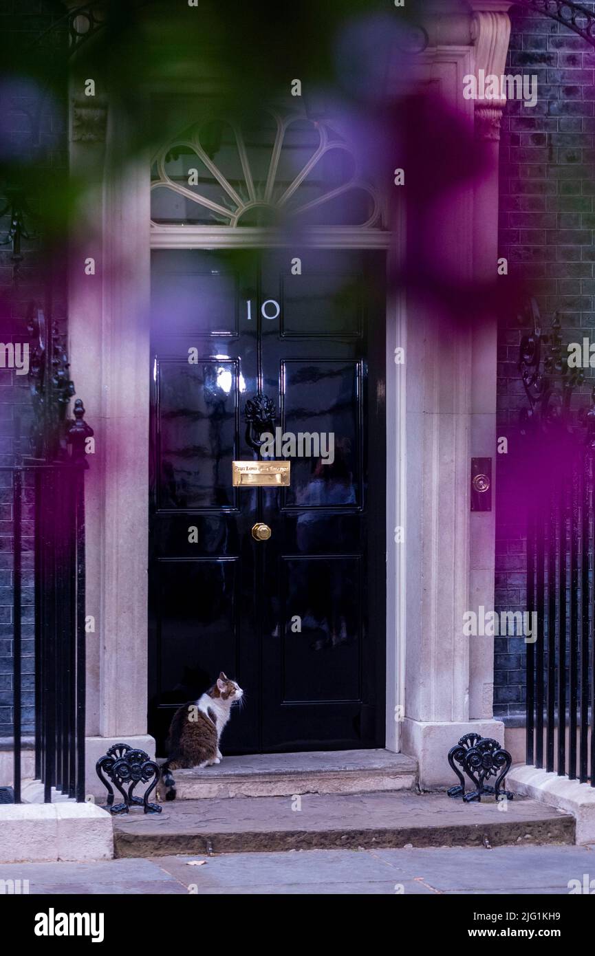 London, Großbritannien. 6. Juli 2022. Larry, die Katze, vor der Downing Street Nr. 10 an diesem Abend, an einem Tag, an dem 42 konservative Abgeordnete zurückgetreten sind, wurde Michael Gove, Leveling Up Secretary, entlassen und Boris Johnson, Premierminister, klammert sich an seine Position. Kredit: Stephen Chung / Alamy Live Nachrichten Stockfoto London, Großbritannien. 6. Juli 2022. Larry, die Katze, vor der Downing Street Nr. 10 an diesem Abend, an einem Tag, an dem 42 konservative Abgeordnete zurückgetreten sind, wurde Michael Gove, Leveling Up Secretary, entlassen und Boris Johnson, Premierminister, klammert sich an seine Position. Kredit: Stephen Chung / Alamy Live Nachrichten Stockfoto