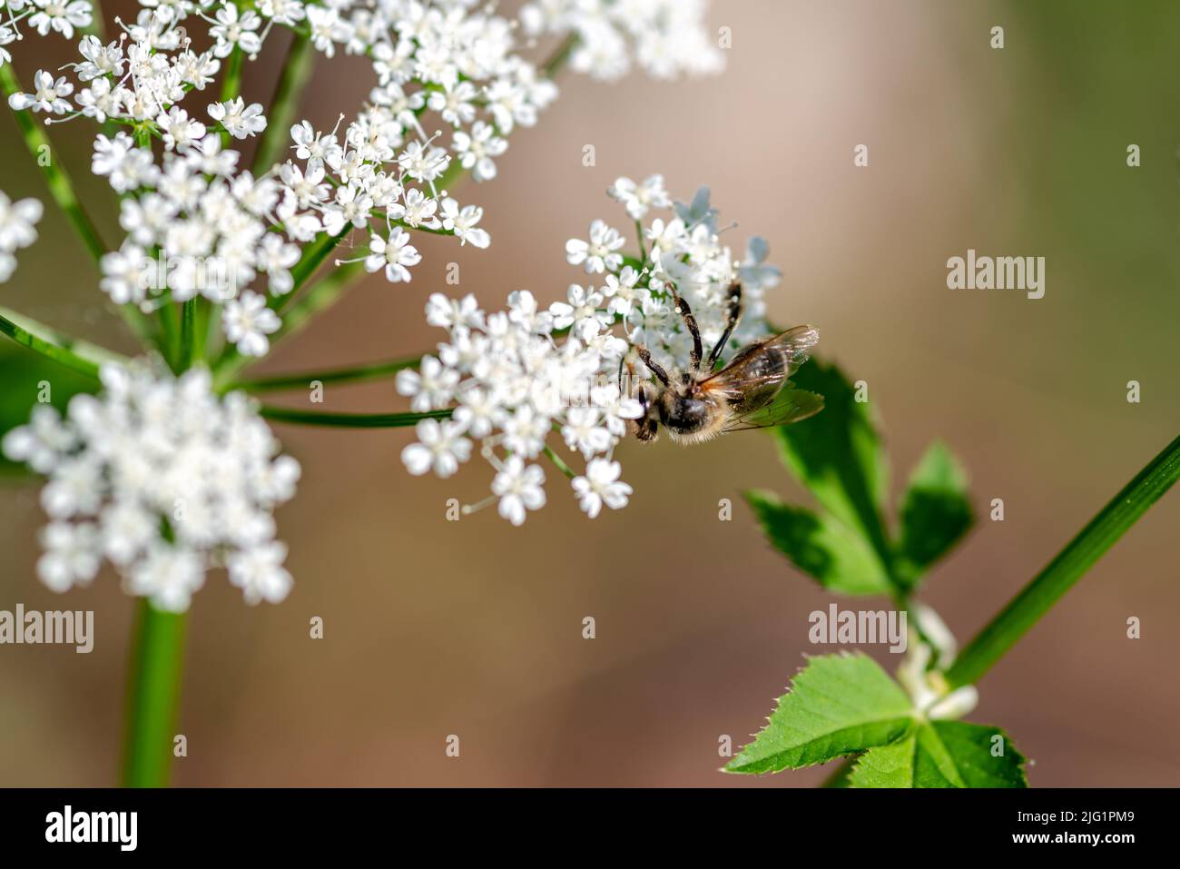 Eine Honigbiene auf kleinen weißen Blüten vor verschwommenem Hintergrund Stockfoto