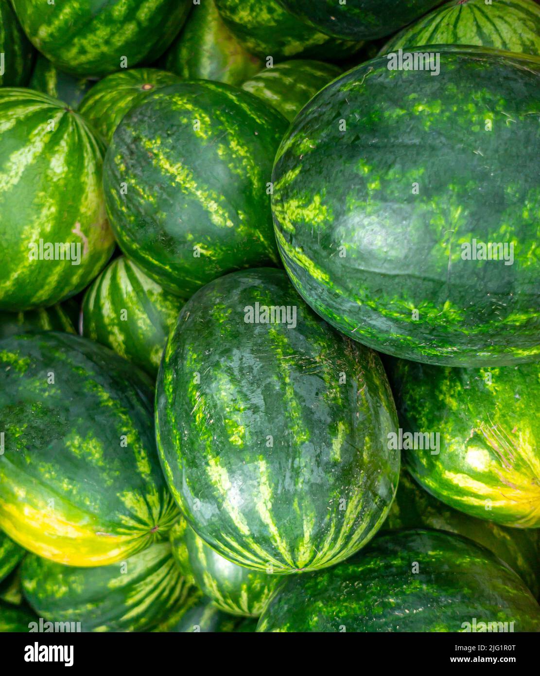 Wassermelone Citrullus lanatus ist eine blühende Pflanzenart der Familie der Cucurbitaceae und der Name ihrer essbaren Frucht. Stockfoto