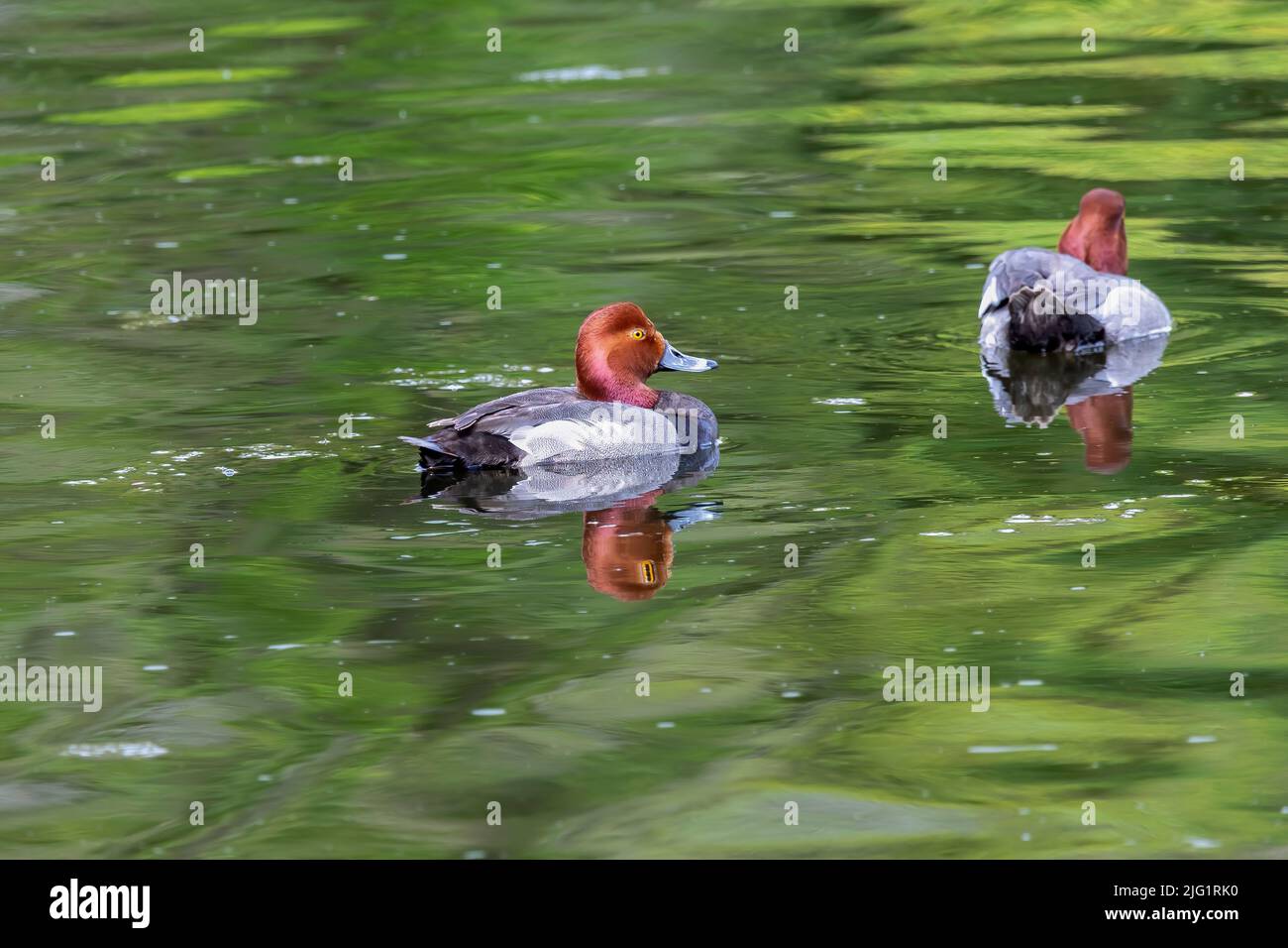 Rotschopf (Aythya americana), nordamerikanisches Wasservögel. Americam-Zugvögel. Stockfoto