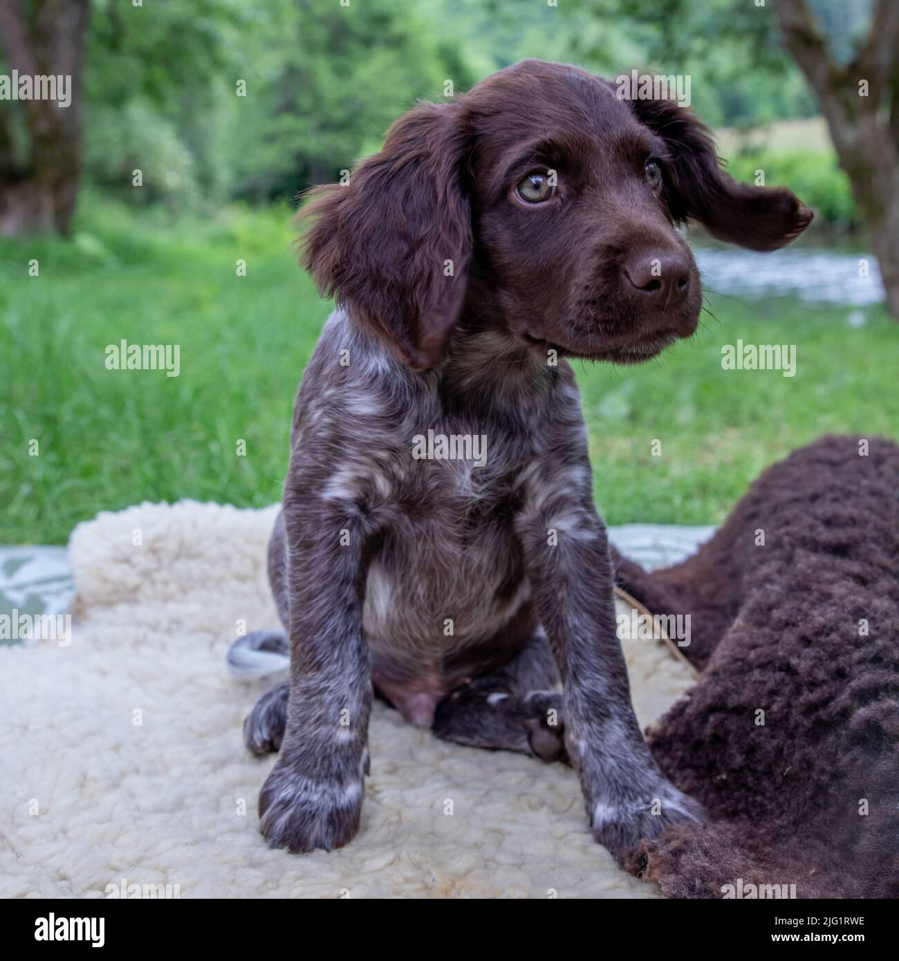Perfect Original Photos about  Kleiner Munsterlander Zuchter Fur Nichtjager  as Your HD Pictures