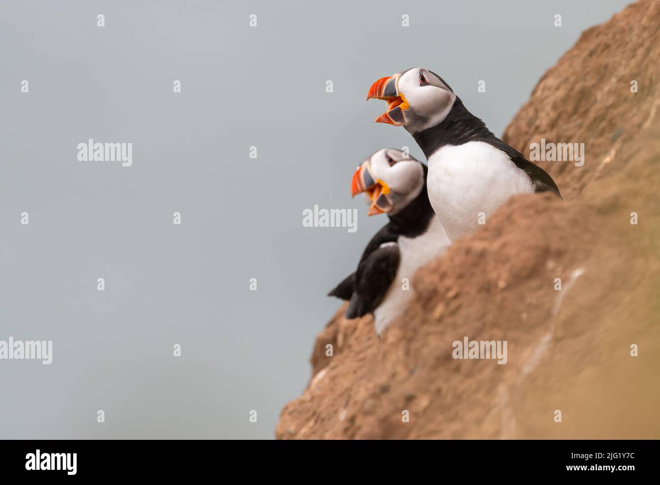 Papageitaucher (Fratercula Arctica) Stockfoto