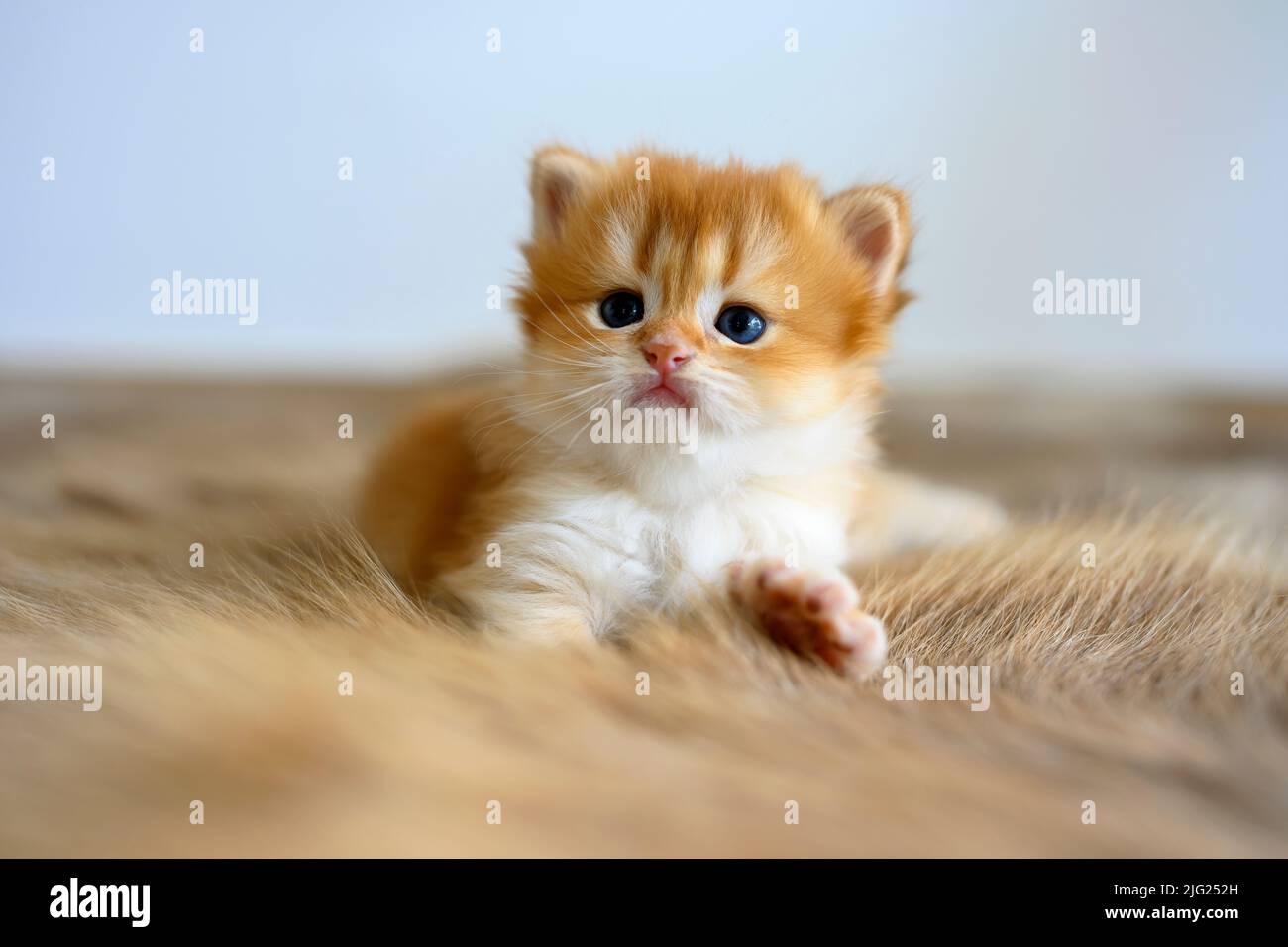 Golden British Kurzhaar Kitten sitzen bequem auf einem Pelzteppich. Blick von der Vorderseite der kleinen Katze hübsch und niedlich sehr gute Stammbaum Pose zum Entspannen Stockfoto