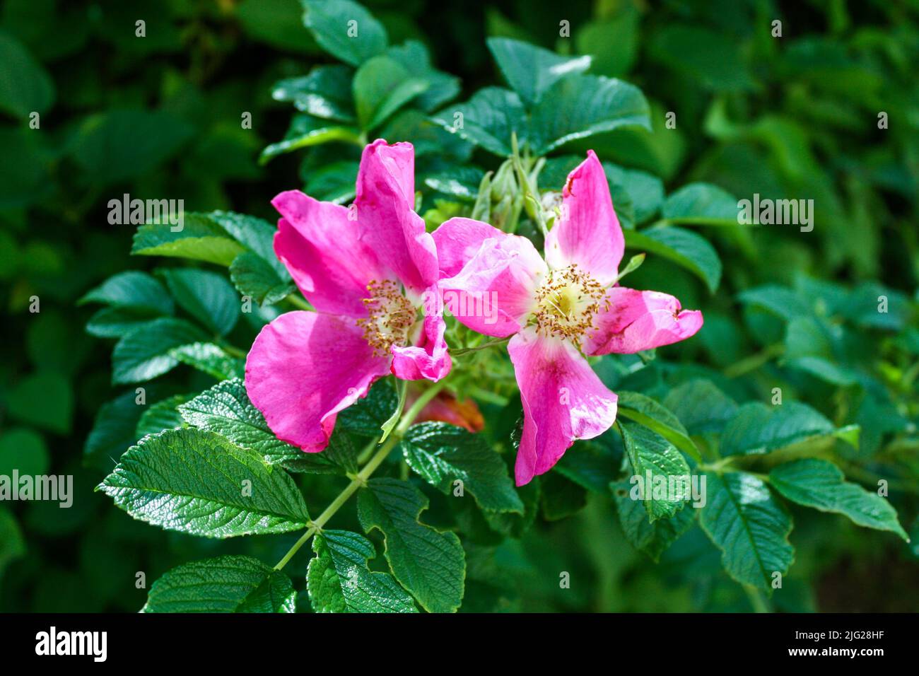 Nahaufnahme der kalifornischen Rosenblüte mit grünen Blättern Bokeh Hintergrund. Selektiver Fokus. Keine Personen. Stockfoto