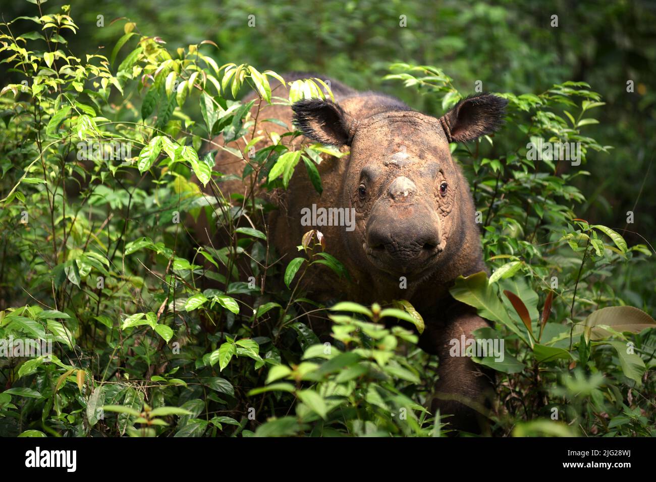 Ein Sumatra-Nashorn (Dicerorhinus sumatrensis) namens Andatu wandert ein Boma im Halb-in-situ-Nashornreservat, das vom Sumatran Rhino Sanctuary im Way Kambas National Park, Lampung, Indonesien, verwaltet wird. Andatu (männlich, geboren 2012) war das erste Nashorn, das je in Indonesien in Gefangenschaft geboren wurde, und ist der Vater eines Neugeborenen (weiblich) im Sumatran Rhino Sanctuary vom 2022. März. Insgesamt wurden im Heiligtum drei Kälber geboren – 2012 (Andatu), 2016 (Delilah, die Schwester von Andatu) und 2022 zusätzlich. Die Gesamtbevölkerung des Heiligtums beträgt nun acht. Stockfoto