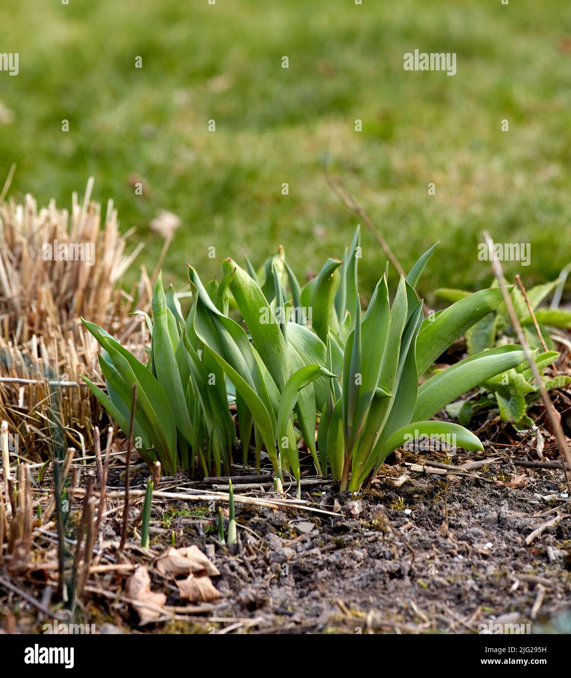 Nahaufnahme von grünen Pflanzensprossen, die in den Boden im Garten gepflanzt wurden. Details des Wachstumsprozesses einer Tulpenblume, die im Frühjahr wächst. Gartenarbeit Stockfoto